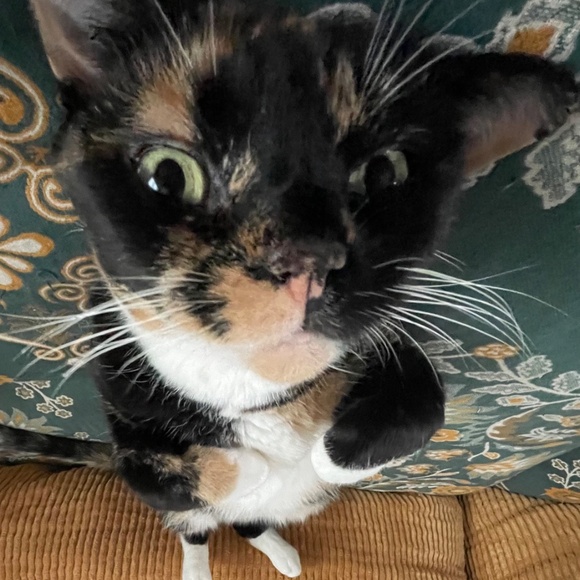 cats! - Picture 5 of 16